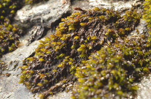 Broadleaf Grimmia (Schistidium platyphyllum)