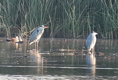 Ardea cinerea
