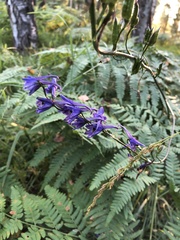 Delphinium crassifolium