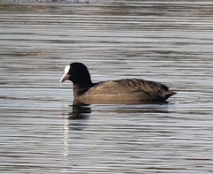 Fulica atra