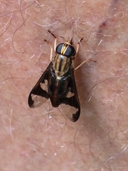Tabanocella
