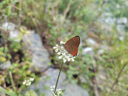 Satyrium prunoides