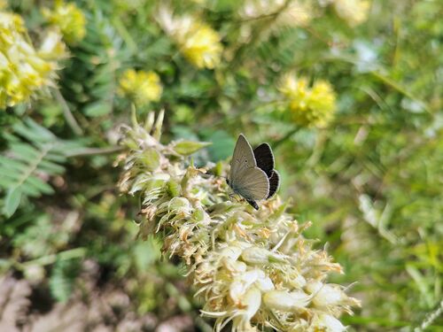 Small Blue