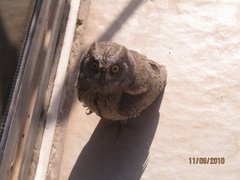 Otus brucei