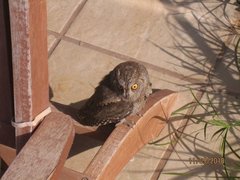 Otus brucei