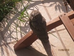 Otus brucei