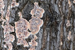 Cylindrobasidium evolvens