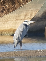 Ardea cinerea