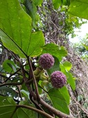 Poikilospermum suaveolens