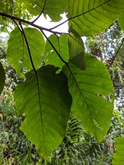 Poikilospermum suaveolens