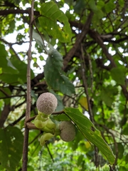 Poikilospermum suaveolens