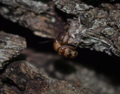 Cryptocephalus implacidus