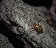 Cryptocephalus implacidus