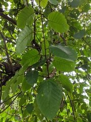 Poikilospermum suaveolens