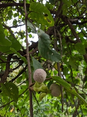Poikilospermum suaveolens