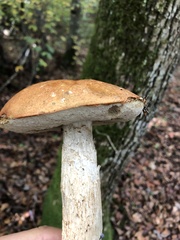 Leccinum
