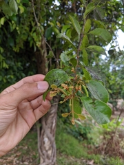 Loranthaceae