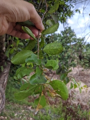 Loranthaceae