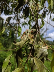 Loranthaceae