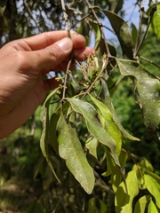 Loranthaceae