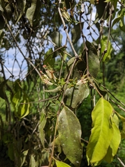 Loranthaceae
