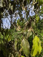 Loranthaceae