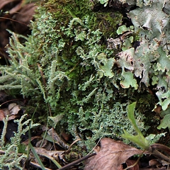 Cladonia decorticata