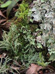 Cladonia decorticata