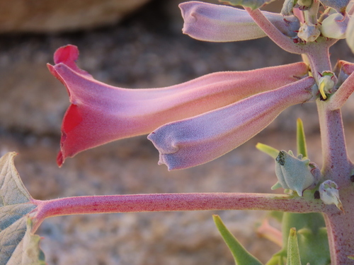 Rogeria adenophylla (Rogeria adenophylla)