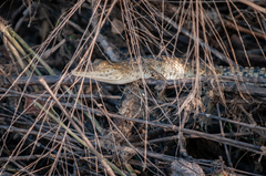 Crocodylus niloticus africanus