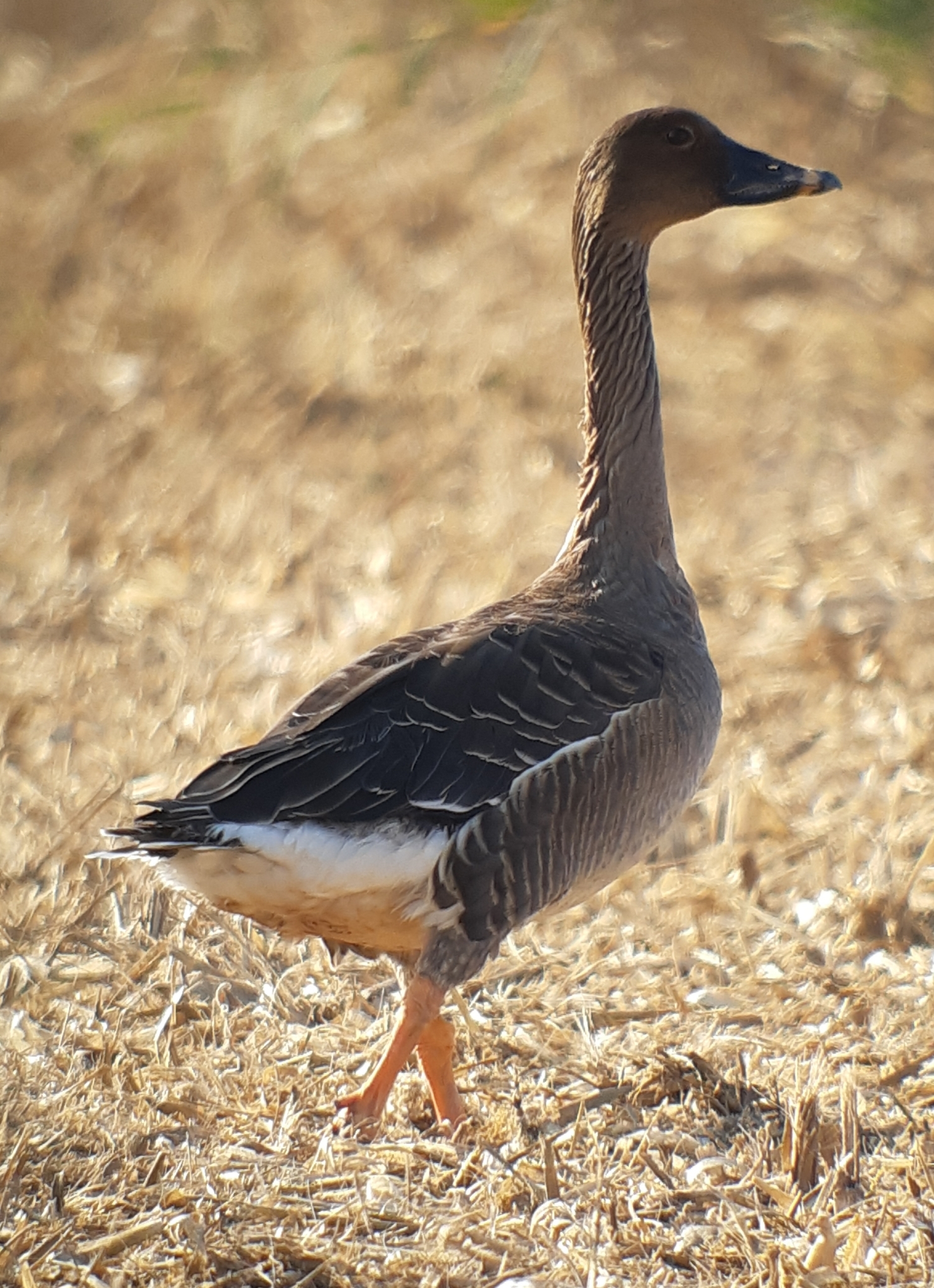 Taiga Bean Goose