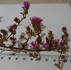 Drosanthemum ambiguum