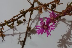 Drosanthemum ambiguum