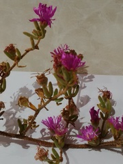 Drosanthemum ambiguum