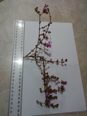 Drosanthemum ambiguum