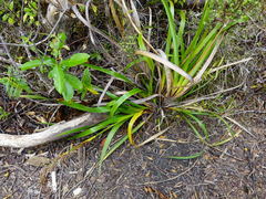 Machaerina sinclairii