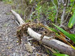 Machaerina sinclairii