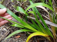 Machaerina sinclairii