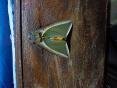 Lepidoptera