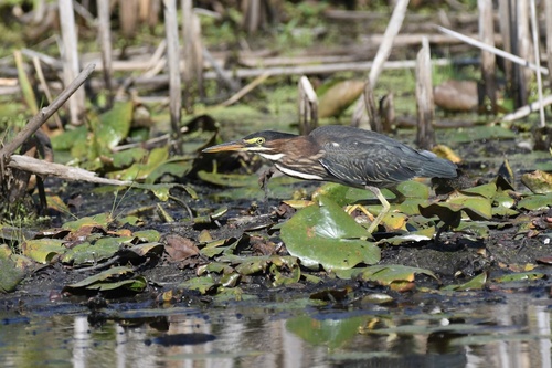 Green Heron photographed in Maine