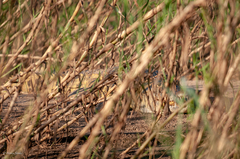 Crocodylus niloticus africanus