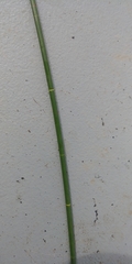 Eleocharis equisetoides