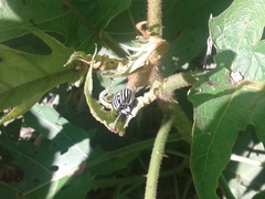 Leptinotarsa undecimlineata