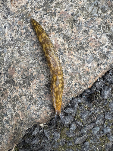 Limacus maculatus