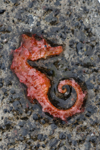 Short-snouted seahorse (Hippocampus hippocampus) — Syngnathidae — 3