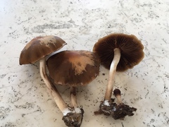 Psathyrella conissans