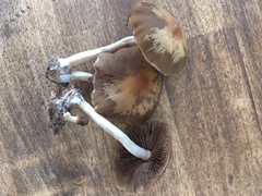 Psathyrella conissans