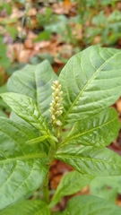 Persicaria