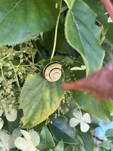 Cepaea nemoralis