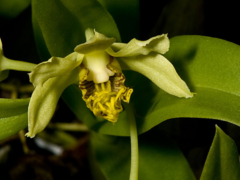 Dendrobium delacourii Guillaumin